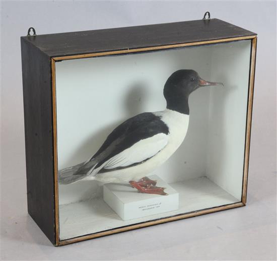 An early 20th century taxidermic model of a Mergus Merganser, W.23in. H.19.75in.